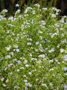 MYOPAL00 13