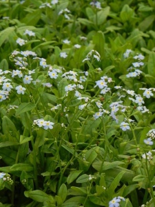 MYOPAL00 14