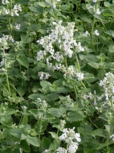 NEPFAA04 11