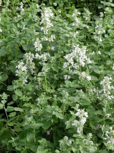 NEPFAA04 12