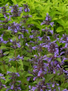 NEPKUB01 13