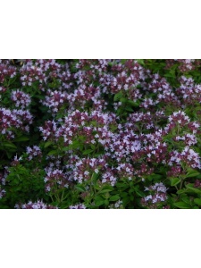 ORIVUL01 15