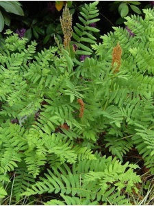 OSMREG01 11