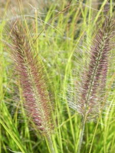 PENALO00 14