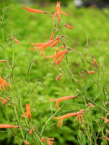 PENPIN00 13