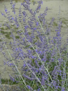 PERATR04 11