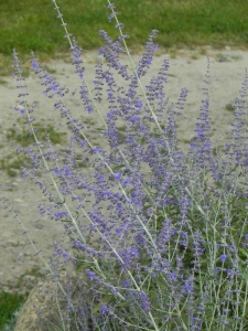 PERATR04 12