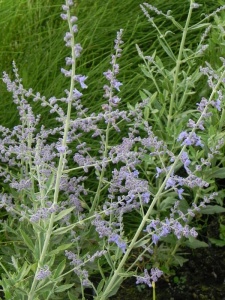 PERATR06 11