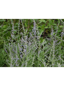 PERATR06 12