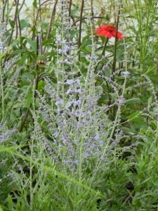 PERATR06 13