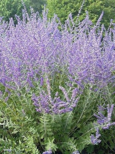 PERATR09 11