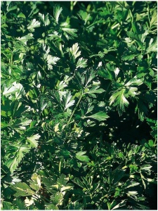 PETCRI02 11