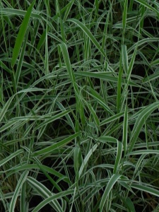 PHAARU03 11