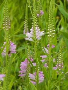 PHYVIR01 14