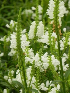 PHYVIR02 14
