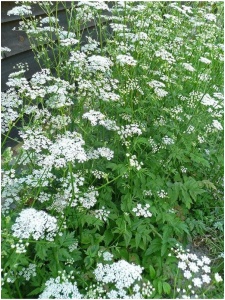 PIMMAJ00 11