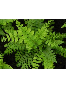POLBRA00 13