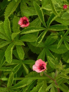 POTNEP02 13