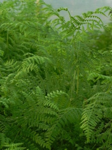 PTEAQU00 11