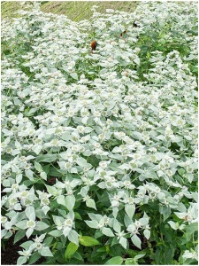 PYCMUT00 11