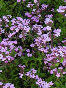 SAPOCY01 15