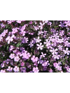 SAPOCY01 16