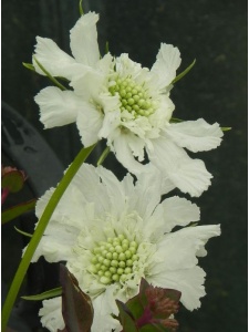 SCACAU02 16