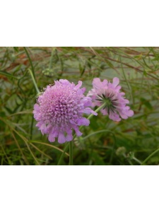 SCACOL01 14