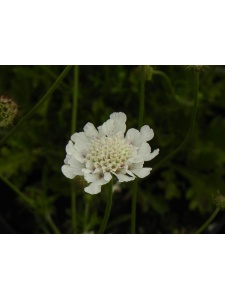 SCACOL02 13