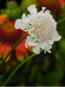 SCACOL02 15
