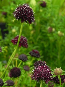 SCACOL04 12