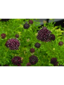 SCACOL04 14