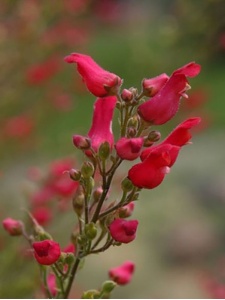 SCRMAC00 11