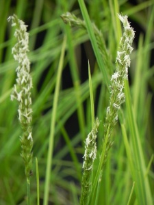 SESAUT00 15