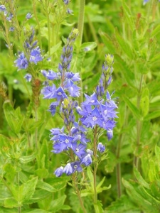 VERAUS01 15