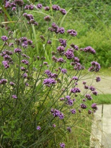 VERBON00 14
