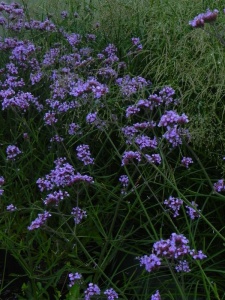 VERBON03 13