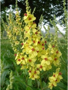VERCHA02 11