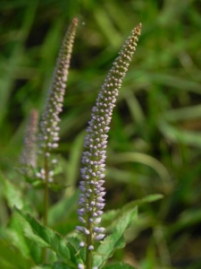 VERHYB01 15