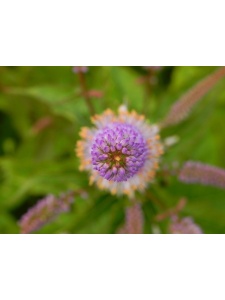 VERHYB01 17