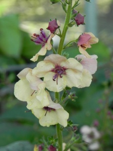 VERHYB02 11