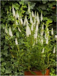 VERLON08 11