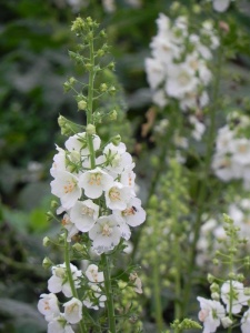 VERPHO01 11