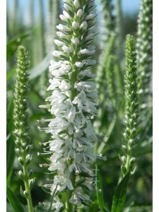 VERSPI01 15