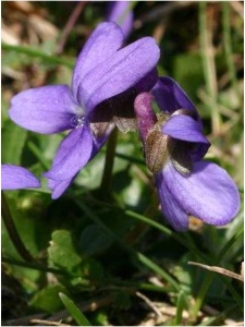 VIOREI00 11