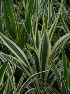 YUCFLA01 11